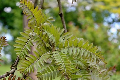 Gleditsia triacanthos 'Ruby lace' - dřezovec trojtrnný - jarní listy